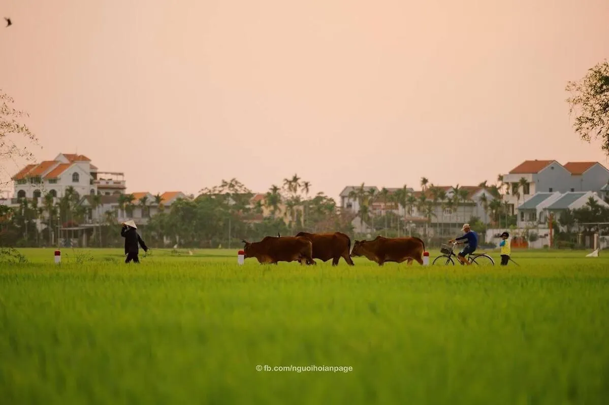 Hoi An Cozy 3Bdr Villa Btw An Bang Beach & Ancient Town Vietnam